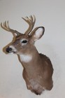 Whitetail Deer Head Shoulder Mount Taxidermy Cape Shed Antler Mule