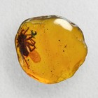 Huge Spider In Burmese   Burmite Amber Fossil   100  Genuine