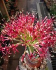 Boophane Haemanthoides                Cactus And Succulent Lover 464