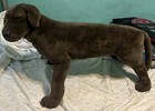 Melissa   Dougs Lifelike Size Plush Chocolate Lab Dog Stuffed Animal 2ft Euc