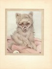 E J Detmold Pomeranian Print C1915 Pomeranian Art Illustration Print 5160s