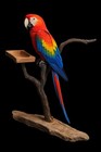 3ft Parrot African Grey Cockatoo Manzanita  Bird Stand Play Stand Gym  102
