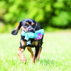 Kong Cozie Ali Alligator Plush Dog Toy Extra Tough Squeaker Small Medium Sizes