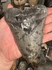 Big 5 58    X 4 1    Megalodon Shark Tooth Natural Fossil South Carolina