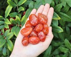 Carnelian Tumbled Stones Medium   1 2 Lb Bulk Lot  crystal Healing  Reiki  8 Oz