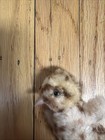 Vtg 5    1960s Steiff Baby Spotted Chick Swivel Head Bird Chicken Easter Spring