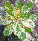 Wholesale   Plumeria Variegated plants 12 Cuttings  Mixed 10- 12 Inches