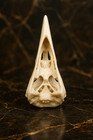 Premium Raven Skull Replica 1 1 Life-size Anatomical Model Artisan Crafted