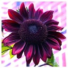 Chocolate Cherry Sunflower Seeds To Plant - Heirloom   Non-gmo - Large Package 