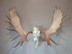 Large European Skull Hanger Wall Mount For Moose Buffalo Elk Deer Taxidermy Kit