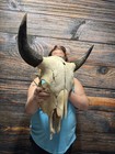 Real Male Buffalo American Bison Bull Skull Western Man Cave Unique Cabin Decor