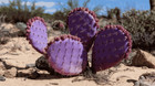 10 Purple Cactus Seeds  opuntia Santa Rita  Prickly Pear Fruit Rare Fast Hardy-7