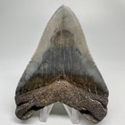 Decently Serrated 4 16  Fossil Megalodon Shark Tooth - Great Shape  Nice Meg