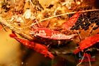 10 2 Fire Red Cherry Shrimp Freshwater Neocaridina Aquarium 100  Live Guarantee
