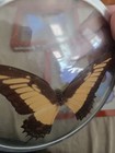Vintage Swallowtail Butterfly Specimen Mounted In A Bubble Glass Frame