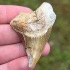 2 42  Natural Paratodus Benedini Fossil Shark Tooth Summerville Sc