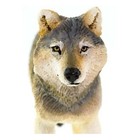 Safari Ltd Gray Wolf Animal Figure 100509 New In Stock