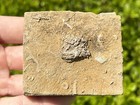 Rare Alabama Fossil Starfish In Matrix Onychaster Strimplei Ophiuroid Bangor Fm