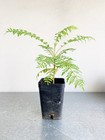 Jacaranda Tree Starter  2 Inch Pot  Purple Flowering Tropical Plant