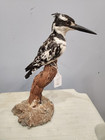 Pied Kingfisher Bx38 Bird Mount Taxidermy