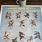 Vintage 1971 Remington Peters Arms    know Your Ducks    Hunting Poster 29  X 23 