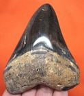 Megalodon Shark Tooth - Shark Teeth Real Fossil - 3 57     No Restorations