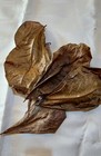  500g Catappa Indian Almond Leaves Katapang Leaf For Betta Fish shrimp aquarium