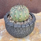 Peety Pots By Pablo Handmade Pottery - Wheel Thrown - Kiln Fired