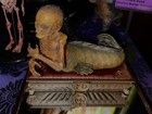 Museum Quality Mummified Feegee Mermaid  Gaff From South America