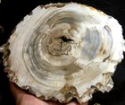 1246g    Polished Petrified Wood Fossil Agate Slice Display Madagascar
