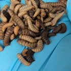 300 Live Black Soldier Fly Larvae  calci Worms  High Calcium Feeder Insect