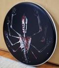 Tool  Danny Carey 22  Bass Drum Head  Fear Inoculum  Wall Hanging  Display