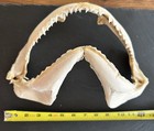 13 Inch Genuine Sharks Jaw