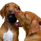 Kong Extreme Ball For Dogs Durable Fetch Toy Black Natural Rubber Small Size