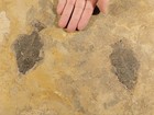 Two  Very Rare Priscacara Liops Fish Fossils On Huge Matrix From Wyoming