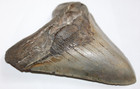 Megalodon Shark Tooth Fossil No Repair Natural  5 81  Huge Beautiful Tooth