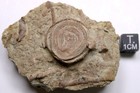 Prasopora Gumdrop Bryozoan Fossil Ordovician Decorah Formation Iowa