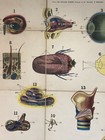 Antique W   Ak Johnson Anatomy Chart Circa 1903 Senses   Voice