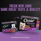 Cesar Adult Wet Dog Food Classic Loaf In Sauce  6 Flavor - 3 5oz 36ct