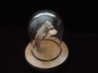 Vintage Taxidermy Western Diamondback Rattlesnake Rattle Snake Head Display 5 