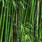 Green Bamboo Poles 2 Inches Round   5 Ft Length Fresh Cut And Cured 3 Pack