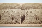 Antique Original Rare 1896 Uji Tea Field Worker   Baby Japan Stereoview Photo 