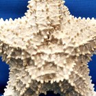 Real Dried Out 10  Starfish Nautical Sea Star Decor 