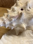 Large Conch Shell With Naturally Fused Clamshell Rare Aquarium Beach Decor  Pink