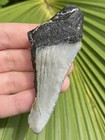 Natural Beautiful 2 93    Megalodon Tooth Fossil Shark Teeth