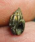 Nassa Saucatsensis - Rare Pyritized Fossil Gastropod   Fm  Nassariidae