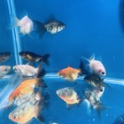 Thai Oranda Goldfish Ten Tropical Fish    Pack 10   Size 1   Inches Juven