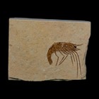 1 2  Fossil Shrimp Carpopenaeus Cretaceous Age 100 Mil Yrs Old Lebanon Coa