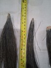 Lot Of 5 Eastern Wild Turkey Beards