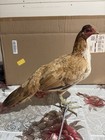 Pumpkin Toppy Pullet